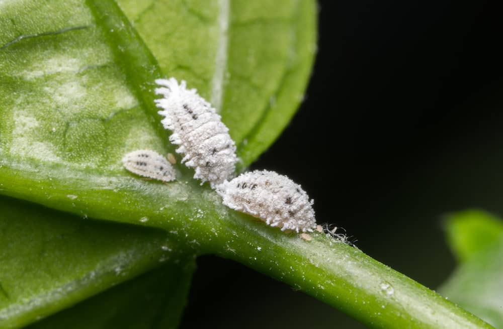 Killing Mealybugs With Rubbing Alcohol