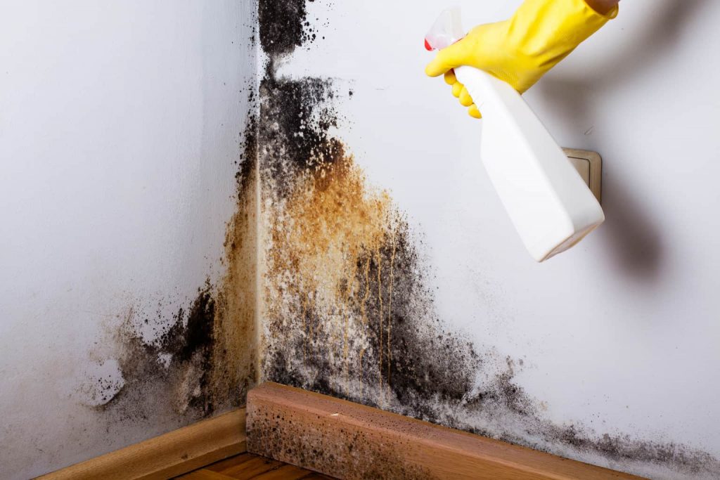 Can Rubbing Alcohol Kill Mold?