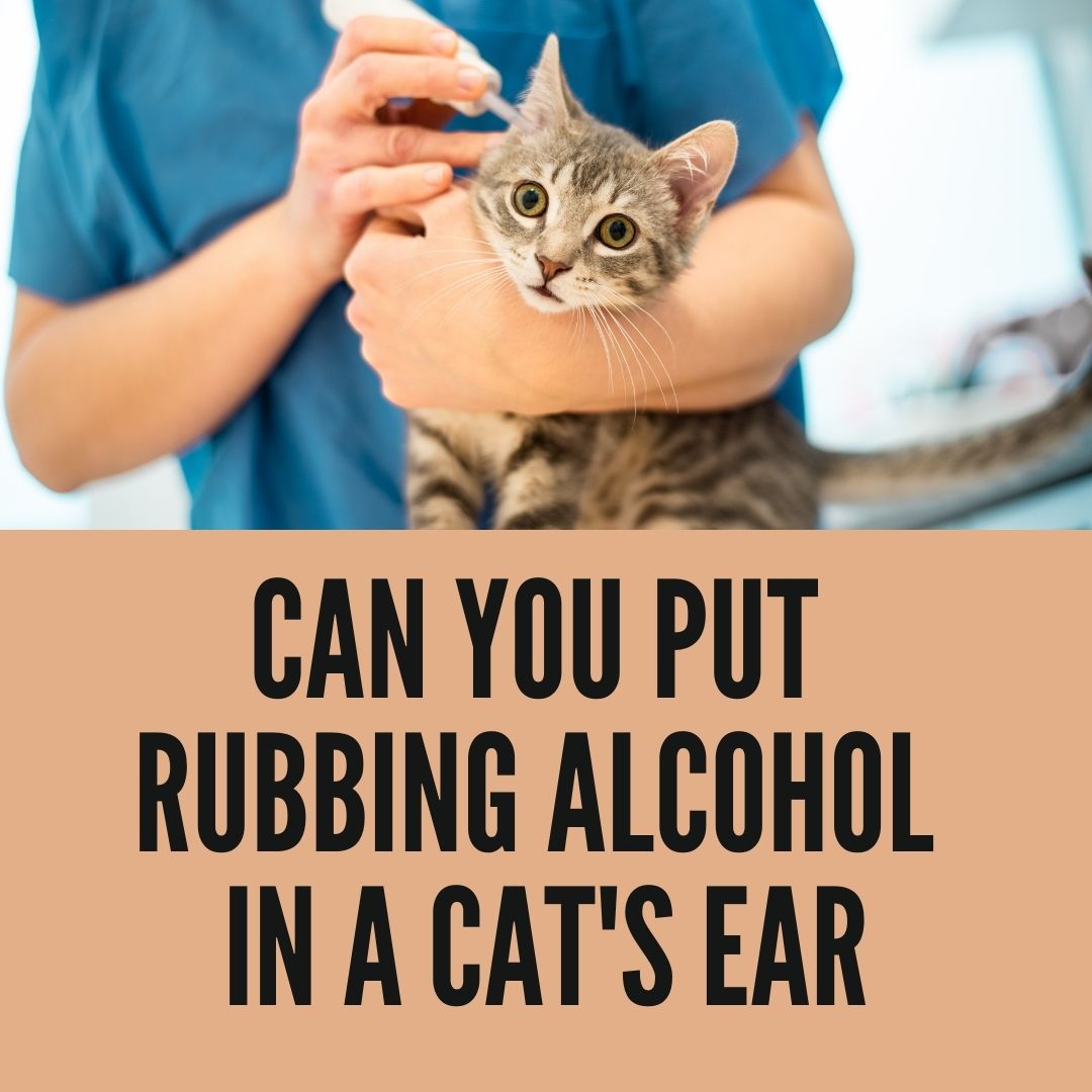 Can You Put Rubbing Alcohol In Your Cats Or Dogs Ears 