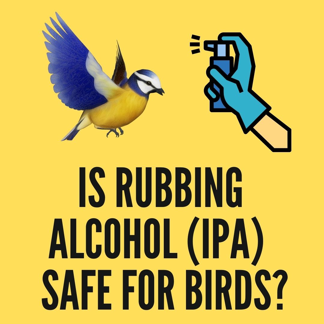 is-rubbing-alcohol-bad-for-birds-ipa-for-cleaning-birdcage