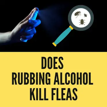 Will rubbing alcohol kill fleas