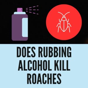 Does Rubbing Alcohol kill roaches