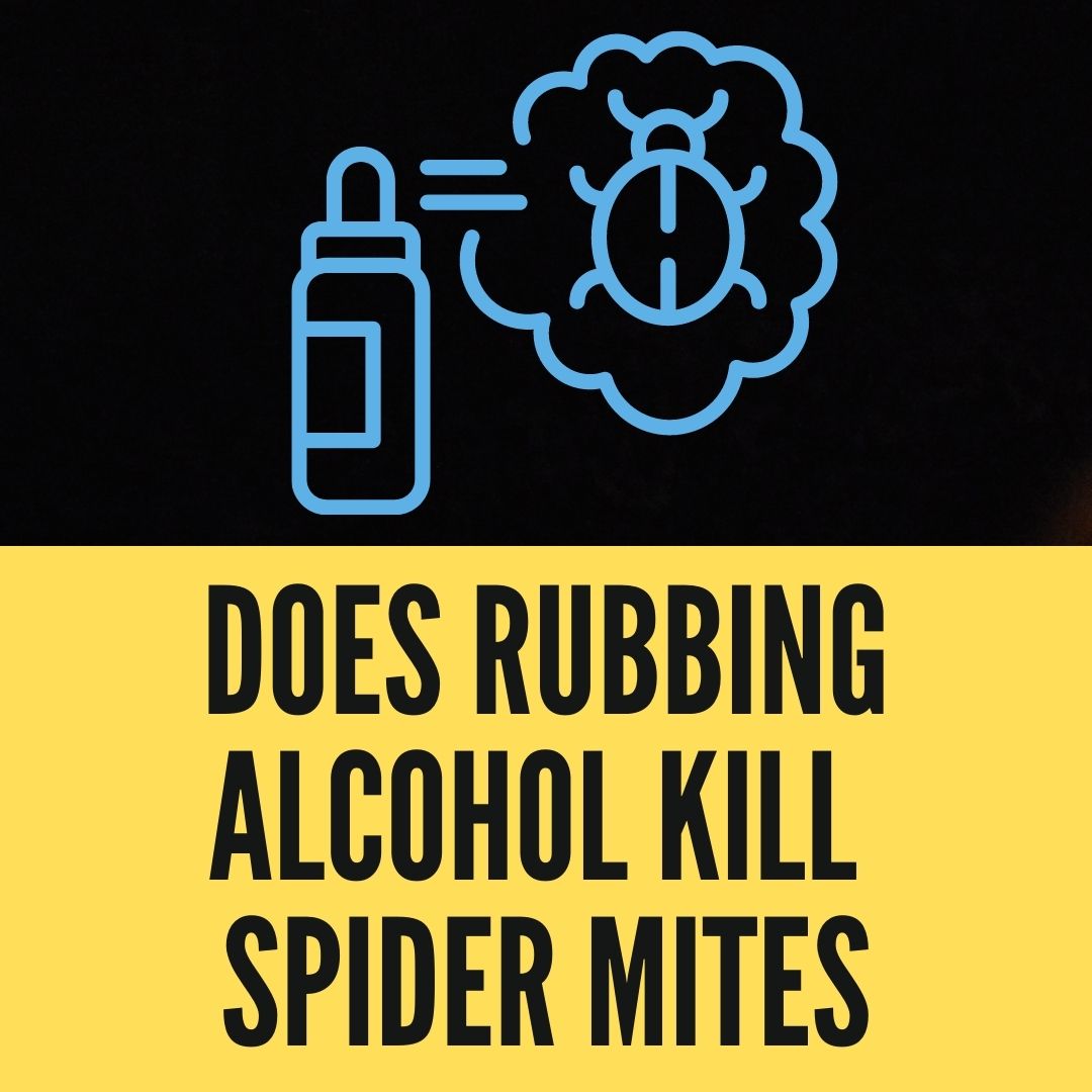 does-rubbing-alcohol-kill-spider-mites